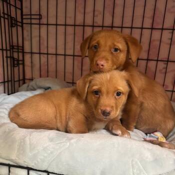 Dachshund Dogs Available for Adoption - Odin | PetCurious