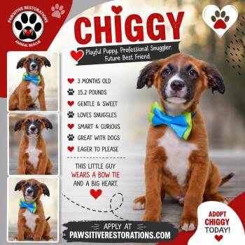 CHIGGY -  Australian Shepherd Dog for Adoption in Foxfield, Colorado - CHIGGY | PetCurious