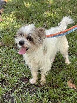 larry -  Norfolk Terrier Dog Available for Adoption in Margate, Florida - Larry | PetCurious