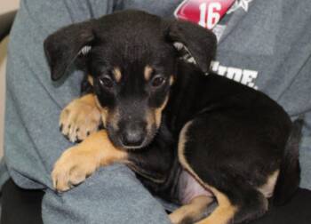 Donkey 43864 -  Doberman Pinscher and Shepherd Dog for Adoption in Prattville, Alabama - Donkey 43864 | PetCurious
