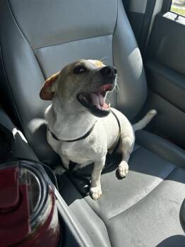 TEDDY -  Chihuahua Dog for Adoption in San Antonio, Texas - TEDDY | PetCurious