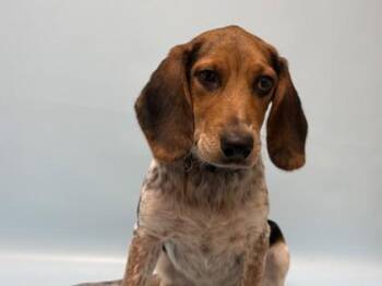Hershey -  Beagle and Mixed Breed Dog for Adoption in Golden Valley, Minnesota - Hershey | PetCurious