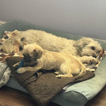 Teeny Tiny -  Yorkshire Terrier and Terrier Dog for Adoption in Oceanside, California - Teeny Tiny | PetCurious
