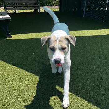Mixed Breed Dogs Available for Adoption in Lakeland, Florida - Moonpie | PetCurious