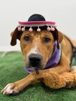 Cora-One of our Amazing Rescue Dogs -  Rhodesian Ridgeback and Labrador Retriever Dog for Adoption in Carlsbad, California - Cora-One Of Our Amazing Rescue Dogs | PetCurious
