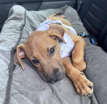 Joey -  Hound and Black Mouth Cur Dog for Adoption in Wendell, North Carolina - Joey | PetCurious