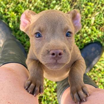 Justice West -  Boxer Dog for Adoption in Andover, Massachusetts - Justice West | PetCurious