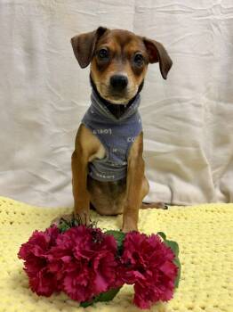 Chihuahua and Miniature Pinscher Dogs Available for Adoption - River The Mixed Breed Puppy | PetCurious