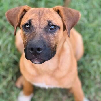 Rescue Black Mouth Cur and Mixed Breed Dogs for Adoption in Austin, Texas - Astrid WH | PetCurious