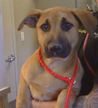 Rescue German Shepherd Dog and Mixed Breed Dogs for Adoption in Sacramento, California - TESSA | PetCurious