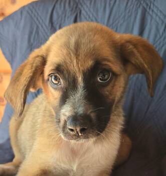 Parsnip -  Beagle and Australian Cattle Dog Blue Heeler Dog for Adoption in Newport, Tennessee - Parsnip | PetCurious