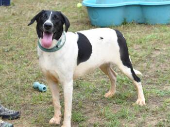 Rescue Pointer Dogs for Adoption in Longview, Texas - Penny | PetCurious