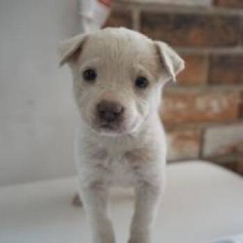 Mixed Breed Dogs Available for Adoption in Bellingham, Washington - Crepe | PetCurious