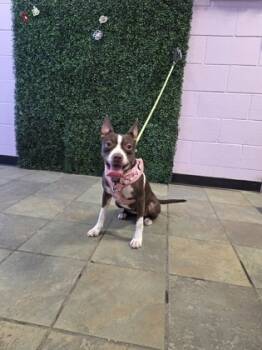 Rescue Mixed Breed Dogs for Adoption in El Paso, Texas - Spirit* | PetCurious