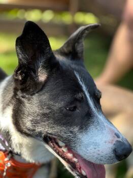 Rescue Collie Dogs for Adoption in Calgary, Alberta - Frankie (Francis) | PetCurious