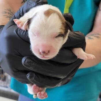 Mixed Breed Dogs Available for Adoption in Parker, Colorado - 453 (2026) Jelly | PetCurious