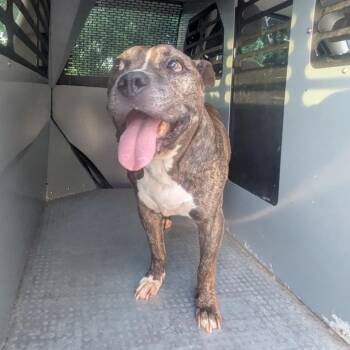 Brindle Goose/TUFFY -  Terrier and Mixed Breed Dog for Adoption in St. Louis, Missouri - Brindle Goose/TUFFY | PetCurious