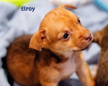 Elroy Jetson -  Terrier Dog for Adoption in Milton, Georgia - Elroy Jetson | PetCurious