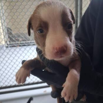 Pit Bull Terrier Dogs Available for Adoption - Putter | PetCurious