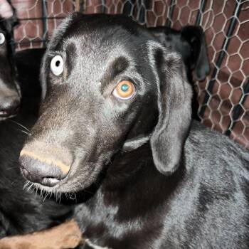 Mixed Breed Dogs Available for Adoption - Hojicha | PetCurious