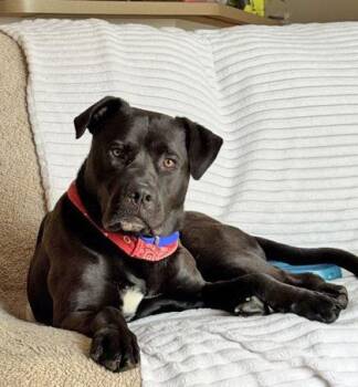 Mixed Breed Dogs Available for Adoption - JACK 2.0 | PetCurious