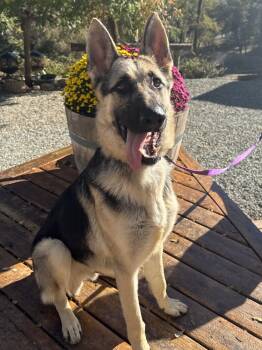 Rescue German Shepherd Dog Dogs for Adoption in Shingle Springs, California - Rip | PetCurious