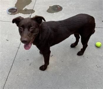 DOVE -  Flat Coated Retriever and Mixed Breed Dog for Adoption in Dayton, Ohio - DOVE | PetCurious