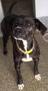 Plott Hound Dogs Available for Adoption in Kenai, Alaska - Missy | PetCurious