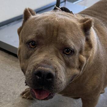 Hilda -  Mixed Breed Dog for Adoption in Las Cruces, New Mexico - Hilda | PetCurious