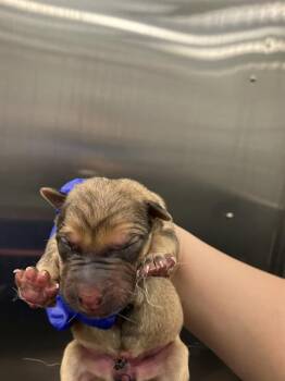 Rescue Mixed Breed Dogs for Adoption in Dallas, Texas - 5 | PetCurious