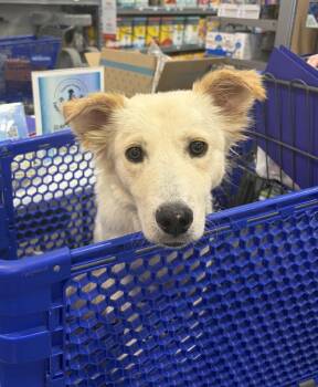 Bambi -  Retriever and Mixed Breed Dog for Adoption in Meeker, Oklahoma - Bambi | PetCurious