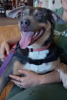 Australian Shepherd Dogs Available for Adoption - GoGo | PetCurious