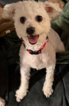Ginger -  Maltese Dog for Adoption in Huntington, New York - Ginger | PetCurious