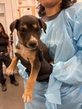 Yarrow -  Mixed Breed Dog for Adoption in Fresno, California - Yarrow | PetCurious