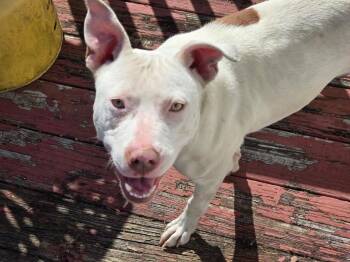 Mixed Breed Dogs Available for Adoption - Pearl | PetCurious