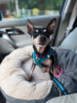 Mitzy -  Miniature Pinscher and Chihuahua Dog for Adoption in Atlanta, Georgia - Mitzy | PetCurious
