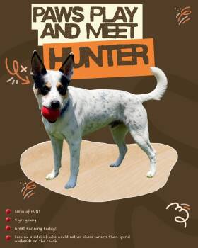 Hunter -  Australian Cattle Dog Blue Heeler Dog for Adoption in Austin, Texas - Hunter | PetCurious