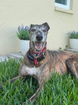 Robert -  Greyhound Dog for Adoption in Winter Park, Florida - Robert | PetCurious