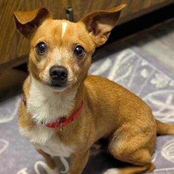 Chihuahua Dogs Available for Adoption in Park Row, Texas - Randy | PetCurious
