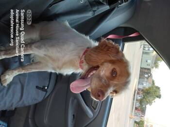 Rescue Brittany Spaniel and English Cocker Spaniel Dogs for Adoption in Fort Wayne, Indiana - Ginny | PetCurious