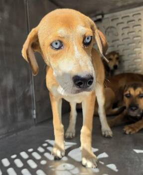 A431750 -  Siberian Husky and Mixed Breed Dog for Adoption in Conroe, Texas - A431750 | PetCurious