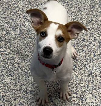 Two -  Jack Russell Terrier Dog for Adoption in Golden, Colorado - Two | PetCurious