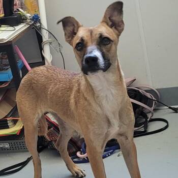Matcha -  Australian Kelpie Dog for Adoption in Chico, California - Matcha | PetCurious