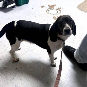 Mary Ann -  Beagle Dog for Adoption in Uniontown, Pennsylvania - Mary Ann | PetCurious
