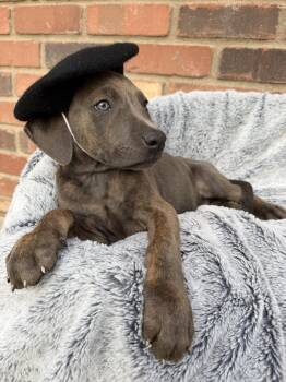 Cane Corso Dogs Available for Adoption - Felix | PetCurious