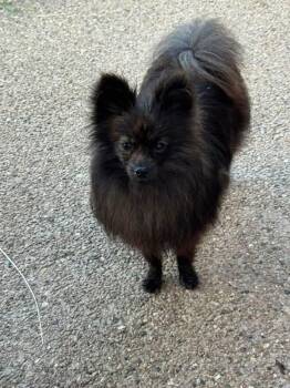 Midnight (Middy) -  Pomeranian Dog for Adoption in Union Grove, Wisconsin - Midnight (Middy) | PetCurious