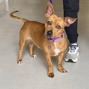 Rescue Terrier and Dachshund Dogs for Adoption in Chicago, Illinois - Lottie | PetCurious