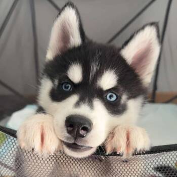 Haze -  Siberian Husky and Husky Dog for Adoption in Blaine, Minnesota - Haze | PetCurious