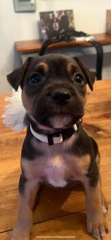 Mixed Breed Dogs Available for Adoption - Reece | PetCurious