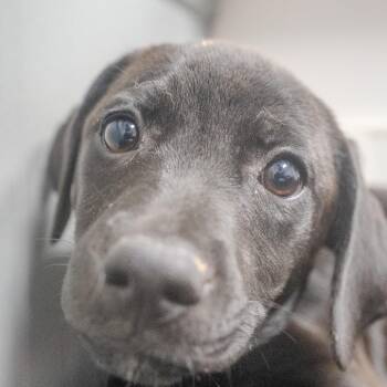 Dakota -  Labrador Retriever and Mixed Breed Dog for Adoption in Pawling, New York - Dakota | PetCurious